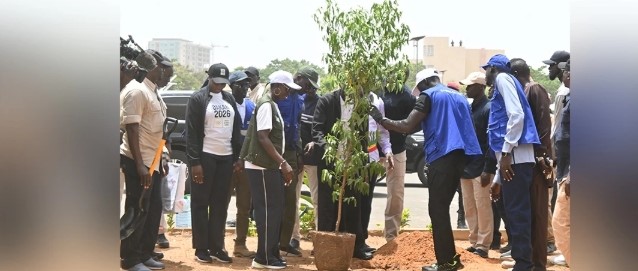 Plantation à LSS