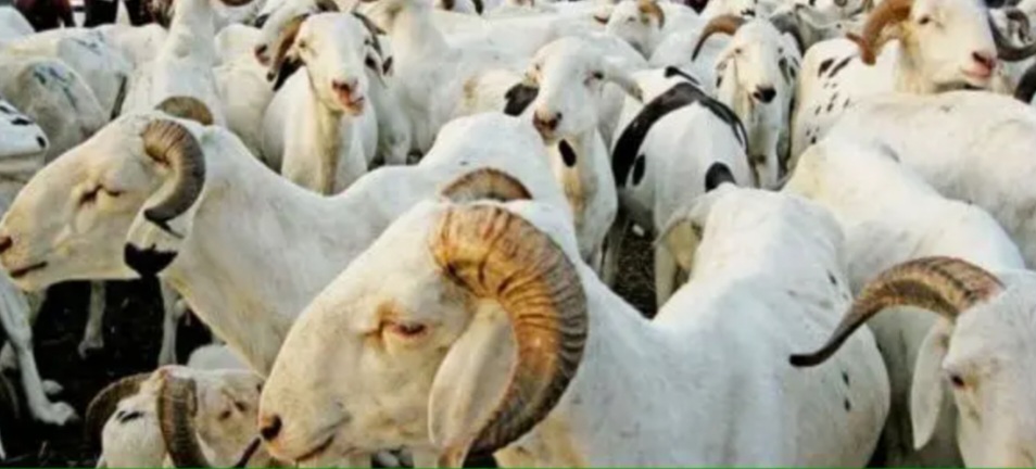 Screenshot_20230610_151428_Opera News