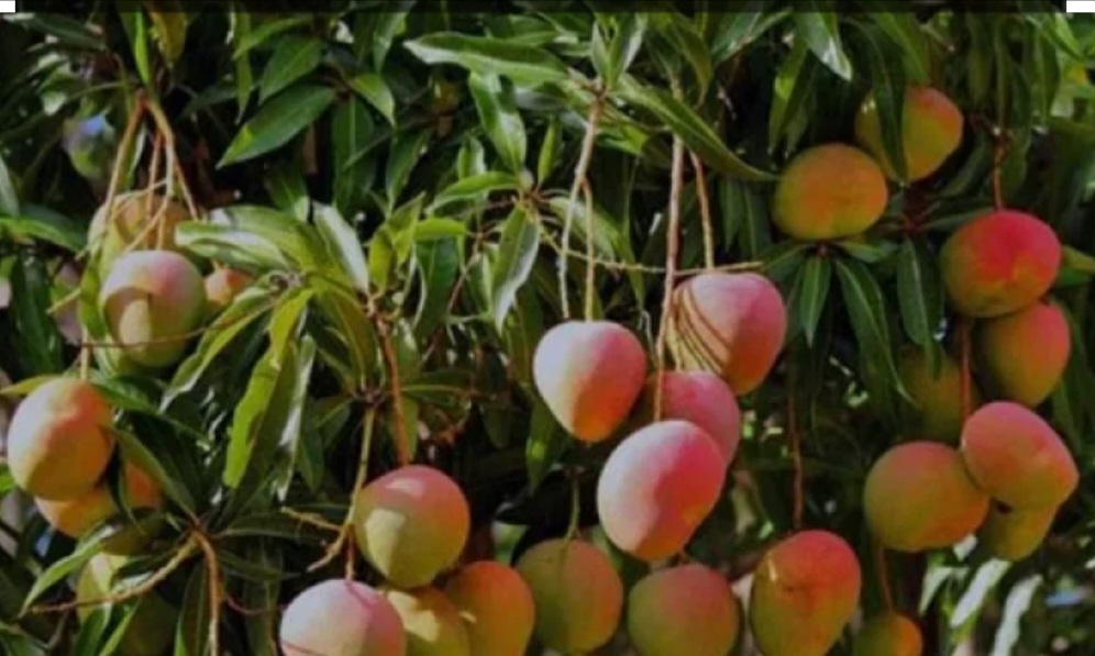 Screenshot_20240614_212917_Google