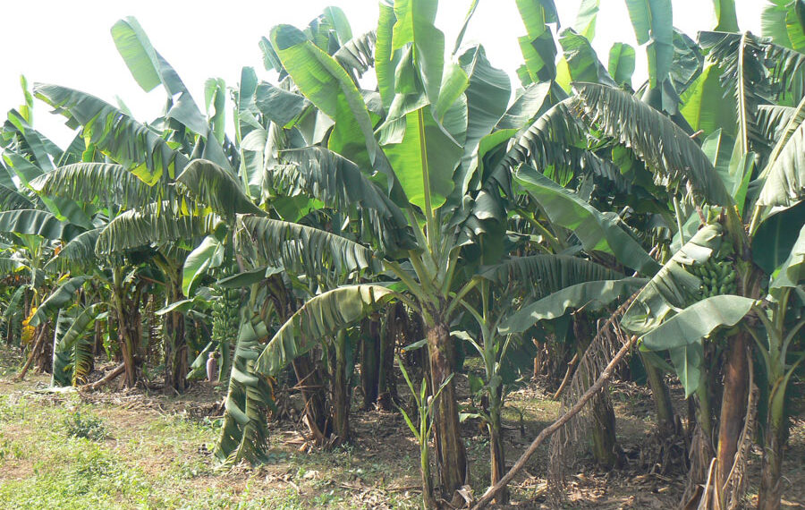 Banane-Tamba-900x570