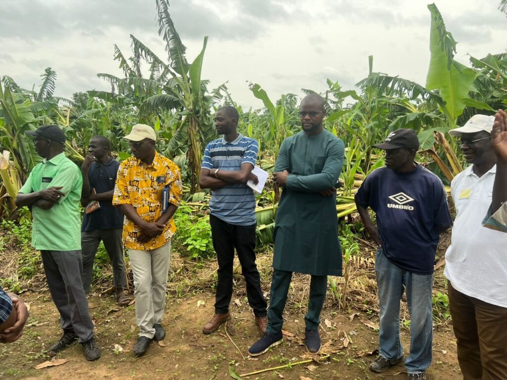 Bananes-Bio-perdues-1024x768