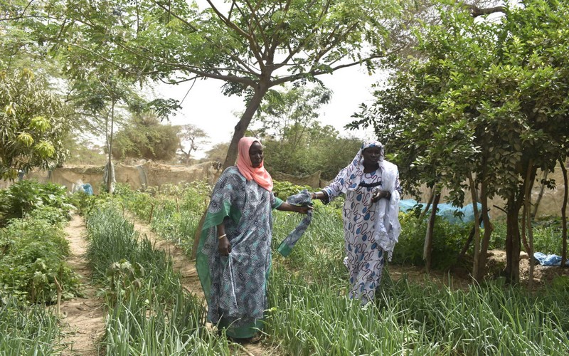 Au-Senegal-lagroecologie-au-service-de-lindependance-des-femmes